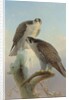 Norwegian gyrfalcon, 1866 by Joseph Wolf