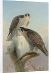 Norwegian gyrfalcon, 1866 by Joseph Wolf
