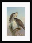 Norwegian gyrfalcon, 1866 by Joseph Wolf