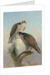 Norwegian gyrfalcon, 1866 by Joseph Wolf