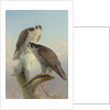 Norwegian gyrfalcon, 1866 by Joseph Wolf