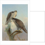 Norwegian gyrfalcon, 1866 by Joseph Wolf