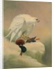 Gyrfalcon and mallard by Joseph Wolf