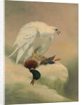 Gyrfalcon and mallard by Joseph Wolf