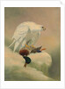 Gyrfalcon and mallard by Joseph Wolf
