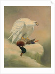 Gyrfalcon and mallard by Joseph Wolf