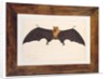 Great Indian Fruit Bat, Pteropus giganteus, with both wings outstretched, c.1778-82 by Das Bhawani