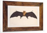 Great Indian Fruit Bat, Pteropus giganteus, with both wings outstretched, c.1778-82 by Das Bhawani