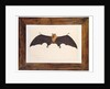 Great Indian Fruit Bat, Pteropus giganteus, with both wings outstretched, c.1778-82 by Das Bhawani