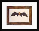 Great Indian Fruit Bat, Pteropus giganteus, with both wings outstretched, c.1778-82 by Das Bhawani
