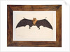 Great Indian Fruit Bat, Pteropus giganteus, with both wings outstretched, c.1778-82 by Das Bhawani