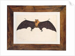 Great Indian Fruit Bat, Pteropus giganteus, with both wings outstretched, c.1778-82 by Das Bhawani