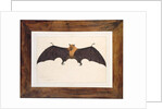 Great Indian Fruit Bat, Pteropus giganteus, with both wings outstretched, c.1778-82 by Das Bhawani