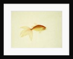 Goldfish by Anonymous