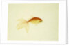 Goldfish by Anonymous