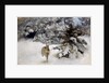 A Hare in the Snow, 1927 by Bruno Andreas Liljefors