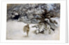 A Hare in the Snow, 1927 by Bruno Andreas Liljefors