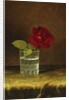 A Red Rose, by Martin Johnson Heade