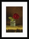 A Red Rose, by Martin Johnson Heade