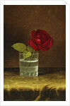 A Red Rose, by Martin Johnson Heade