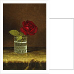 A Red Rose, by Martin Johnson Heade