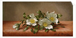 Cherokee Roses, 1889 by Martin Johnson Heade