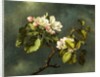 Apple Blossoms by Martin Johnson Heade