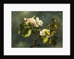 Apple Blossoms by Martin Johnson Heade