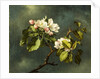 Apple Blossoms by Martin Johnson Heade