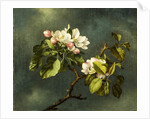 Apple Blossoms by Martin Johnson Heade