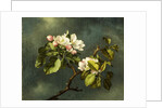 Apple Blossoms by Martin Johnson Heade