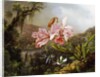 Orchids and Hummingbirds in a Brazilian Jungle, c. 1871-72 by Martin Johnson Heade