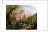 Orchids and Hummingbirds in a Brazilian Jungle, c. 1871-72 by Martin Johnson Heade