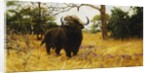 A Kaffir Buffalo in Prairie Grass by Wilhelm Kuhnert