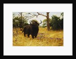 A Kaffir Buffalo in Prairie Grass by Wilhelm Kuhnert
