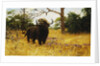 A Kaffir Buffalo in Prairie Grass by Wilhelm Kuhnert