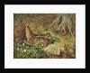 A Woodcock and Chicks, 1933 by Archibald Thorburn