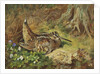 A Woodcock and Chicks, 1933 by Archibald Thorburn