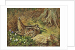 A Woodcock and Chicks, 1933 by Archibald Thorburn