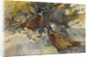 Cock Pheasants under a Beech Tree by Frank Southgate