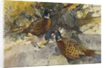 Cock Pheasants under a Beech Tree by Frank Southgate