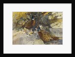 Cock Pheasants under a Beech Tree by Frank Southgate
