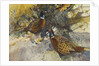 Cock Pheasants under a Beech Tree by Frank Southgate