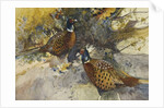 Cock Pheasants under a Beech Tree by Frank Southgate