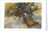 Cock Pheasants under a Beech Tree by Frank Southgate