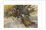 Cock Pheasants under a Beech Tree by Frank Southgate