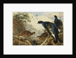 Blackgame, 1928 by Archibald Thorburn