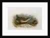 A Little Crake by Archibald Thorburn
