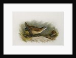 A Little Crake by Archibald Thorburn