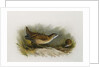 A Little Crake by Archibald Thorburn